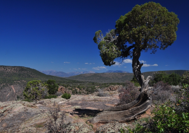 a Utah Juniper tree